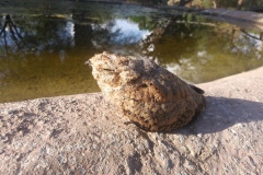 bird by pond