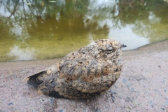 bird by pond