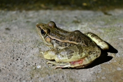frog2