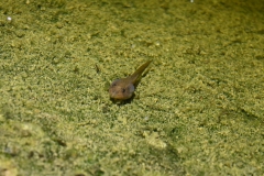 tadpole by pond