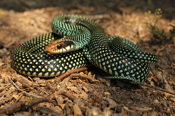 Endangered animals at Sabal Palm Sanctuary