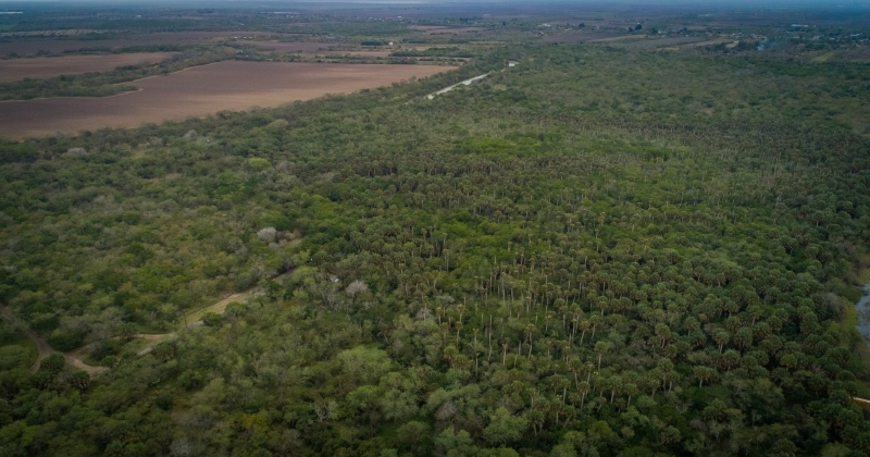 Aerial view of the Sabal Palm Forest