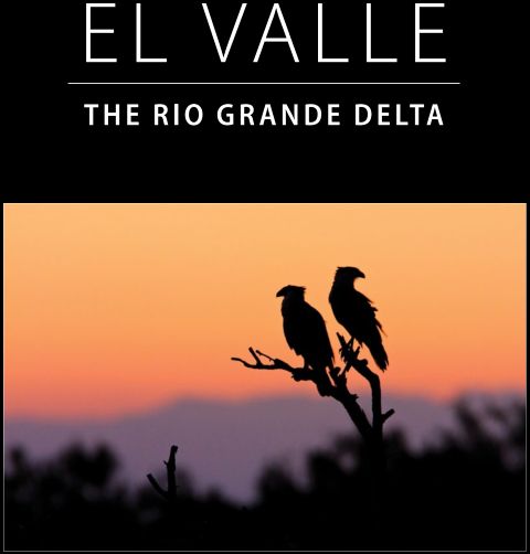 El Valle The Rio Grande Delta Sabal Palm Sanctuary