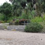 Pond in the Sabal Palm Sanctuary garden