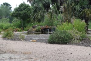 Pond in the Sabal Palm Sanctuary garden